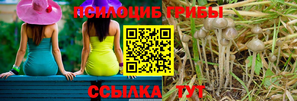 Псилоцибиновые грибы Psilocybe Щёлково